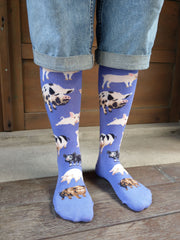 Pigs(M/Purple)