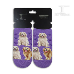 Dogs Ankles - Golden Retriever