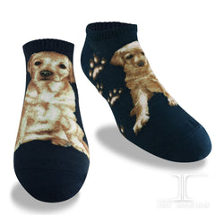 Dogs Ankles - Labrador