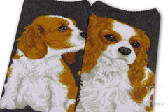 Dogs Ankles - Cavalier King Charles