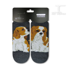 Dogs Ankles - Cavalier King Charles