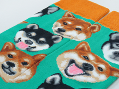 Dogs - Shiba Inu