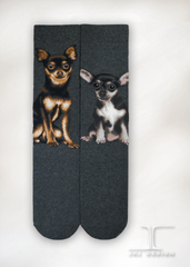 Dogs - Chihuahua Men Size