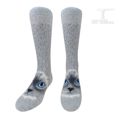 Cats - Ragdoll cat face